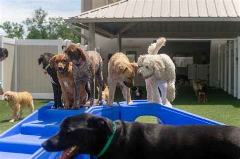 dog daycare albuquerque